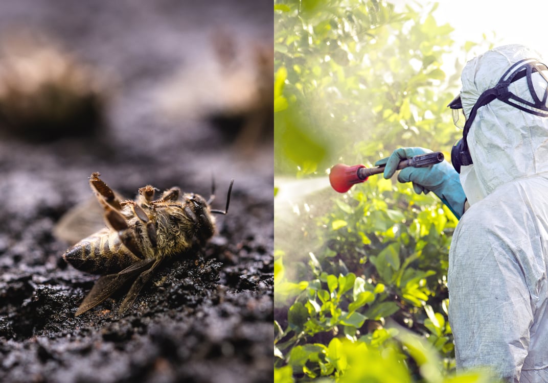 I pesticidi finiscono nel nostro piatto